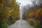 Forêt de haye