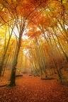 Forêt de haye