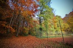 Forêt de Haye