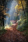 Forêt de Haye