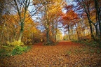 Forêt de Haye