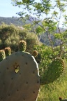 Corsica