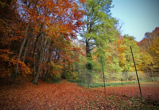 Forêt de Haye