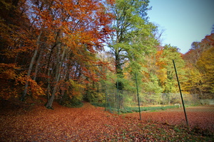 Forêt de Haye