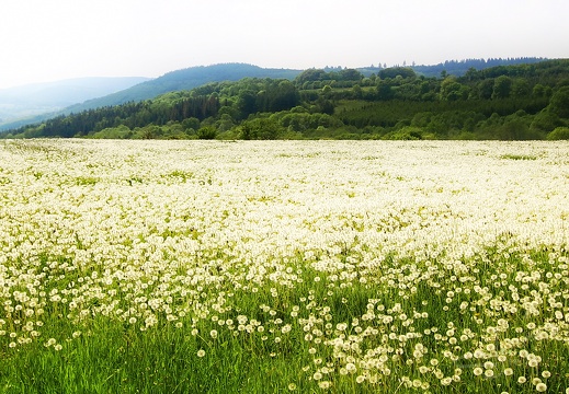 le Pays des dents de Lion