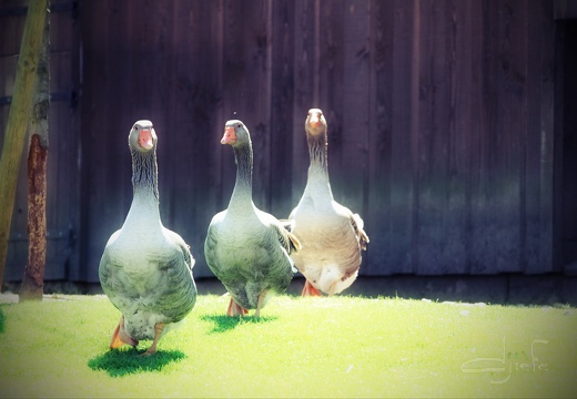 Athos Porthos et Aramis palmés