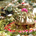 IMG 0177