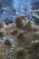 IMG 7332