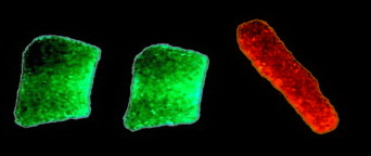 filigrane Djiefe accentp